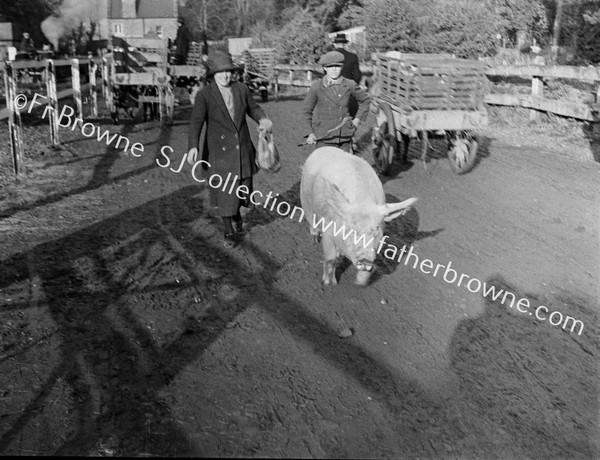 PIG COMING FROM MARKET